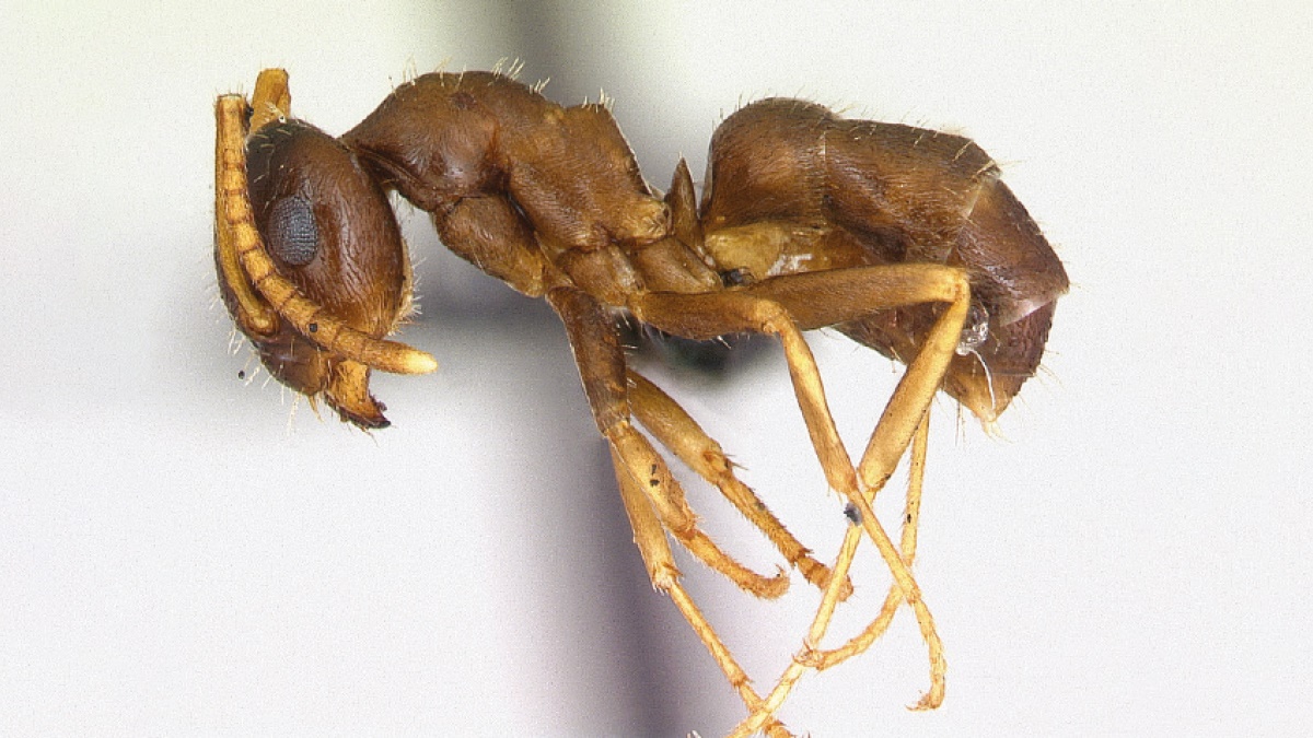 ant picnic c3 ant picnic c3